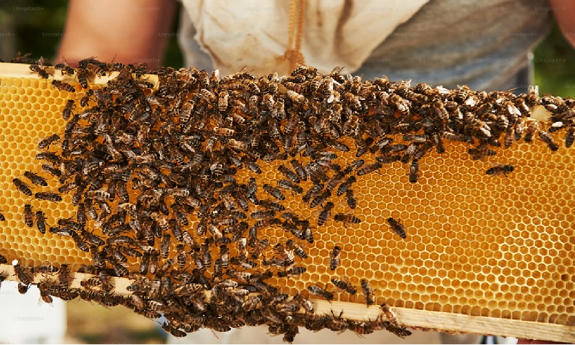 Bee Wax Candle