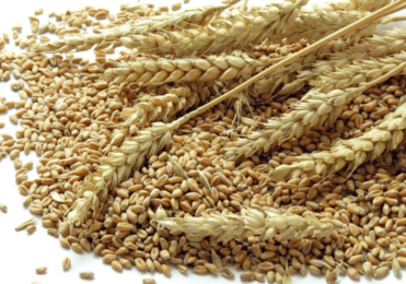 Wheat wheat