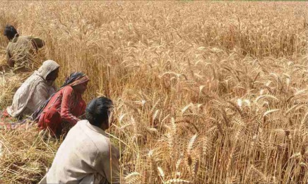 Wheat (2)